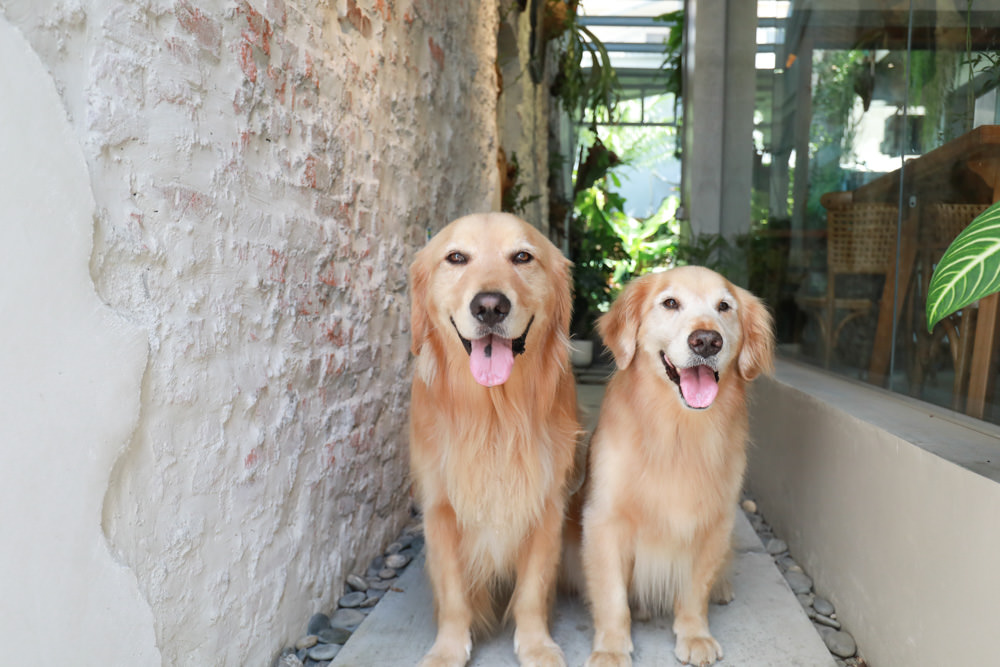 墾丁恆春美食｜小綠舟CAFE BARCA VERDE CAFE。寵物友善餐廳、網美森林系植栽咖啡廳