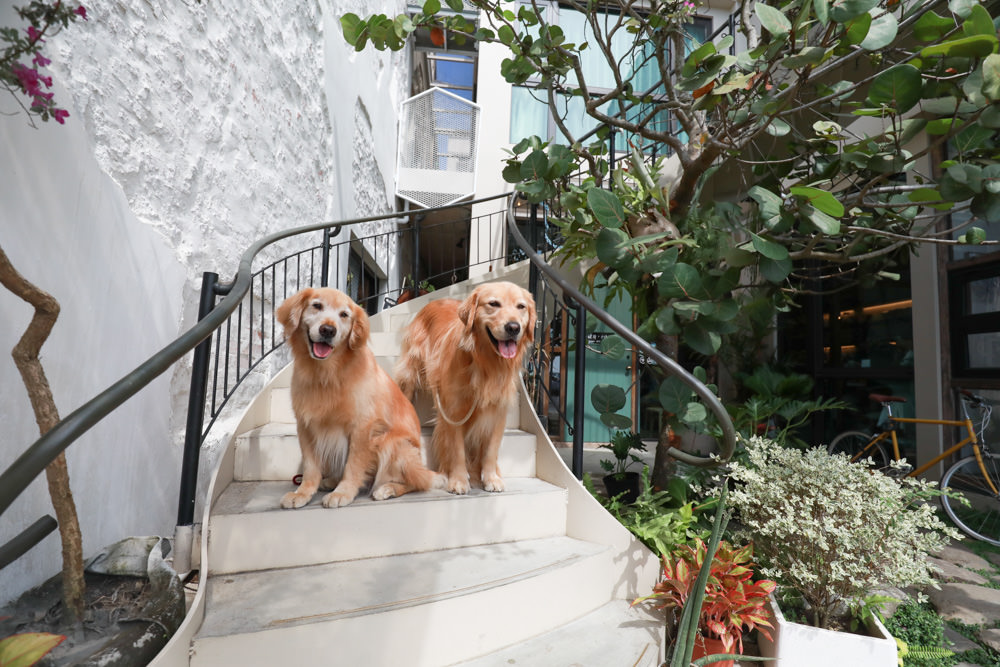 墾丁恆春美食｜小綠舟CAFE BARCA VERDE CAFE。寵物友善餐廳、網美森林系植栽咖啡廳