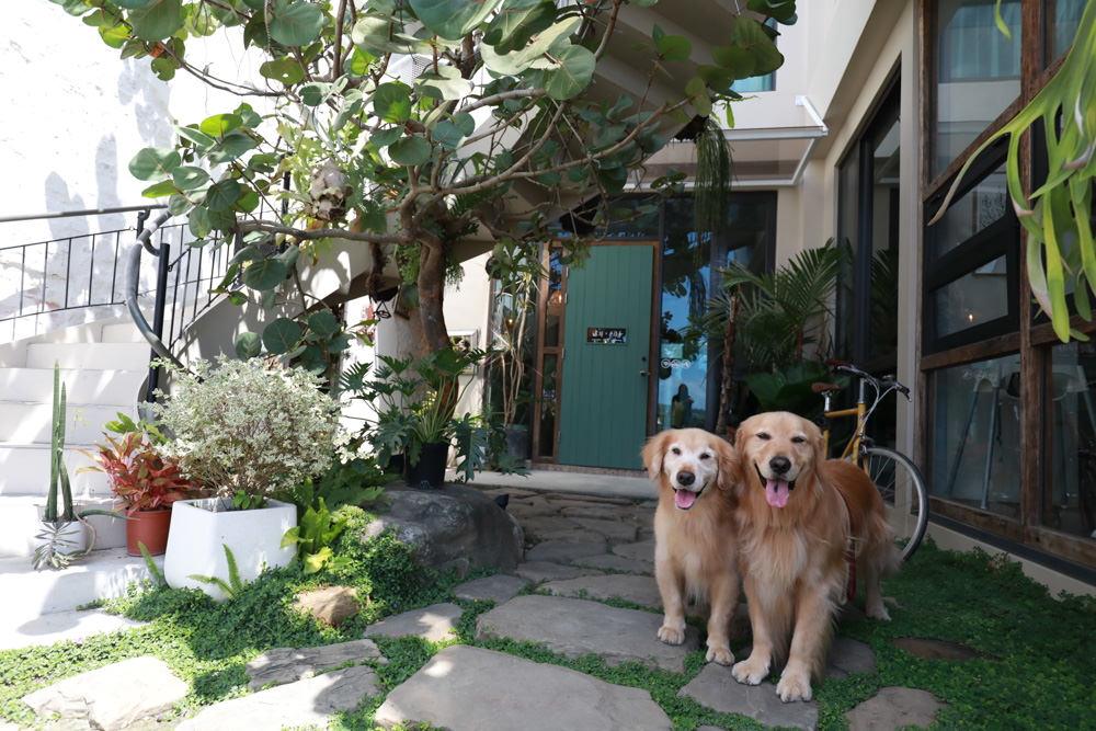 墾丁恆春美食｜小綠舟CAFE BARCA VERDE CAFE。寵物友善餐廳、網美森林系植栽咖啡廳
