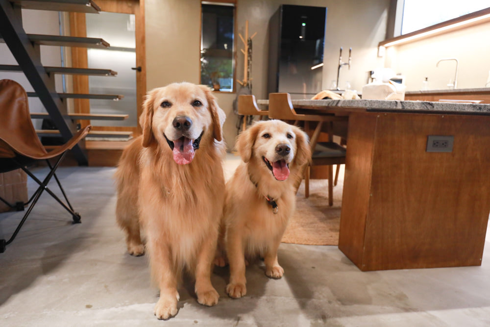 宜蘭礁溪特色溫泉民宿｜小雨林。寵物友善民宿、The Mist Gallery全新洞穴餐廳、閣樓樹屋