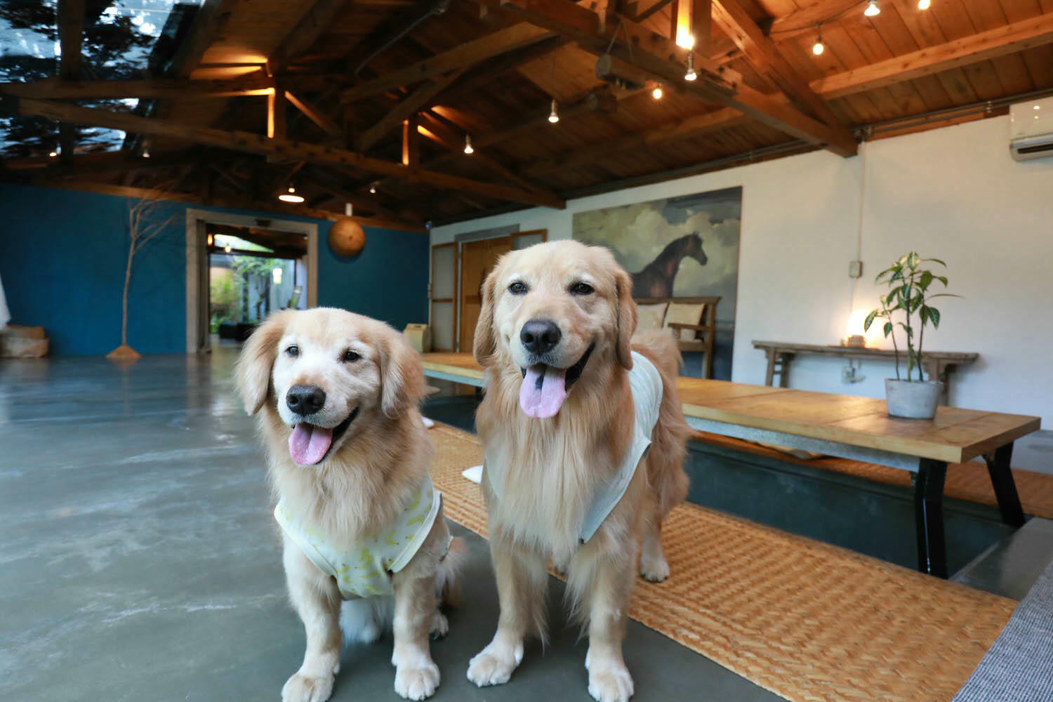 宜蘭礁溪秘境民宿|小雨林。隱藏版寵物友善民宿、絕美老穀倉、森林露天泡湯、林子裡泡湯! - 第6張圖 宜蘭礁溪秘境民宿|小雨林。隱藏版寵物友善民宿、絕美老穀倉、森林露天泡湯、林子裡泡湯!