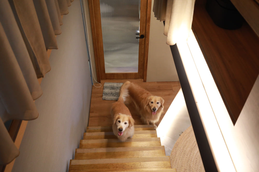 宜蘭礁溪特色溫泉民宿｜小雨林。寵物友善民宿、The Mist Gallery全新洞穴餐廳、閣樓樹屋