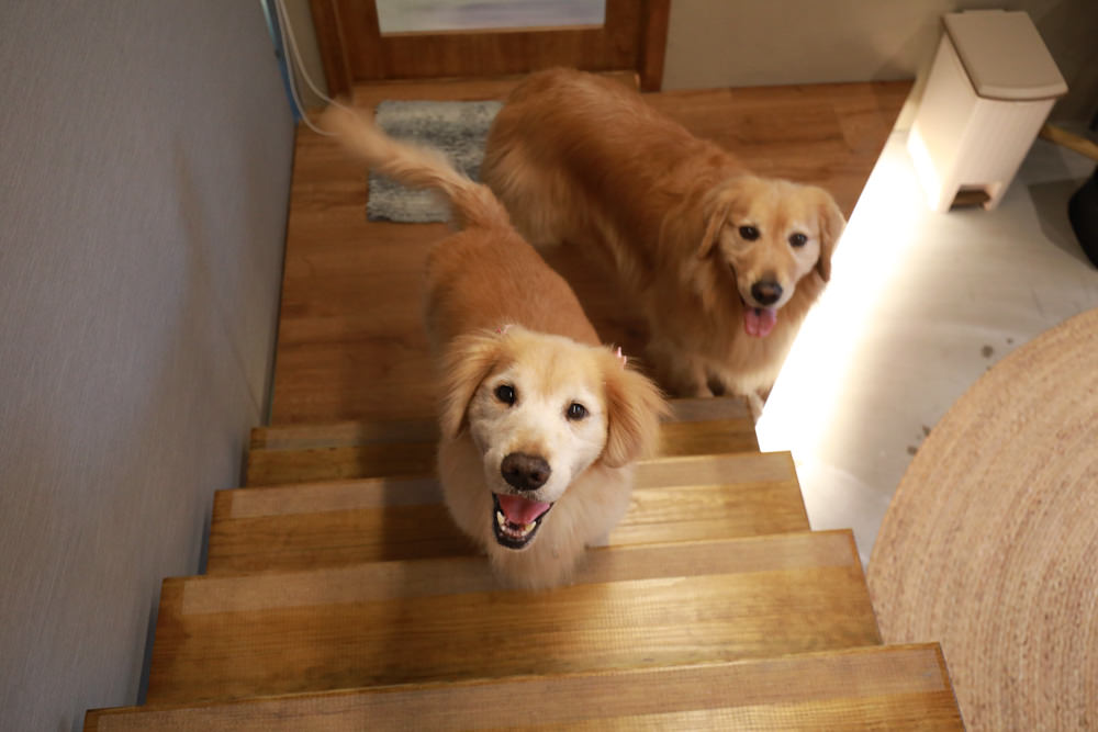 宜蘭礁溪特色溫泉民宿｜小雨林。寵物友善民宿、The Mist Gallery全新洞穴餐廳、閣樓樹屋