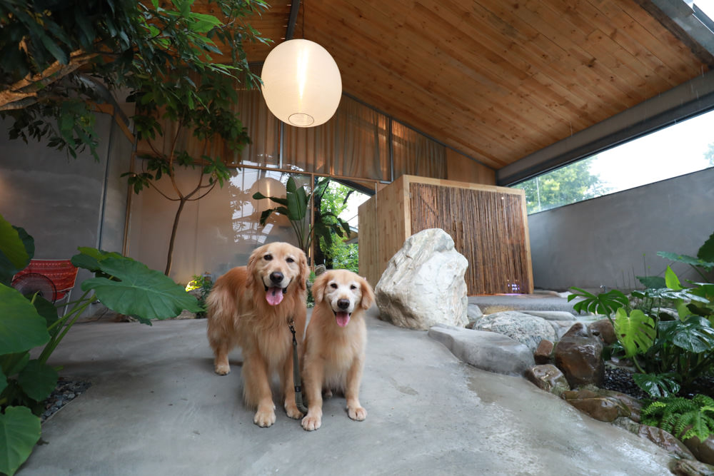 宜蘭礁溪特色溫泉民宿｜小雨林。寵物友善民宿、The Mist Gallery全新洞穴餐廳、閣樓樹屋