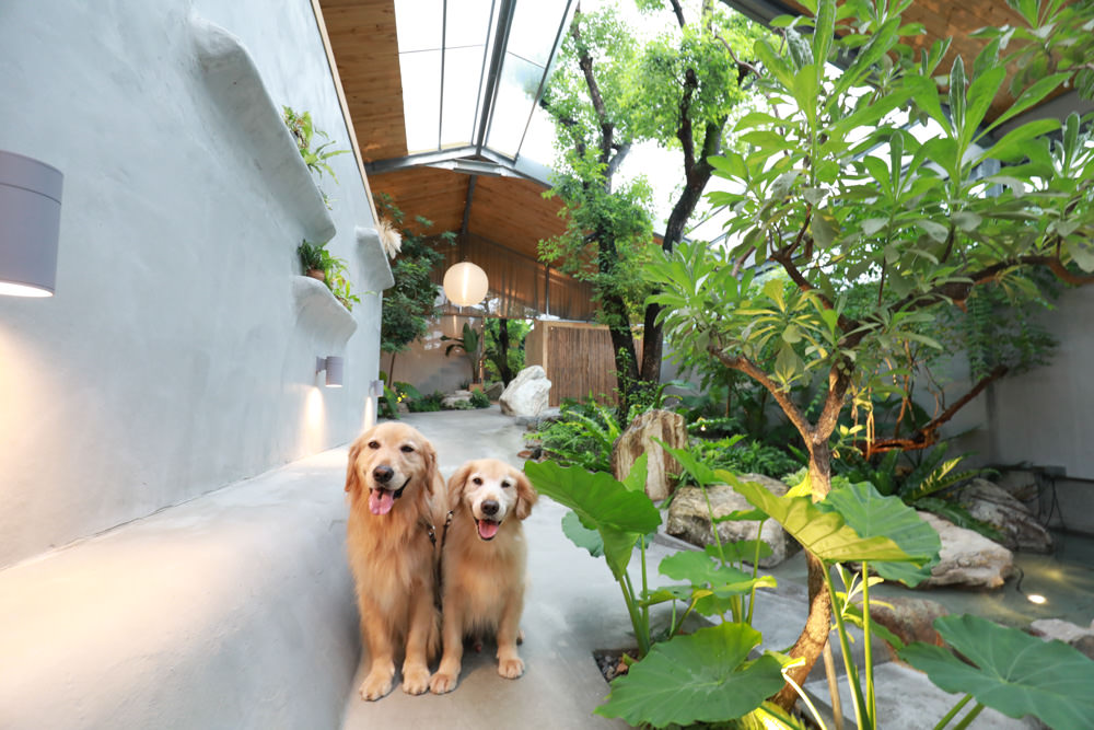 宜蘭礁溪特色溫泉民宿｜小雨林。寵物友善民宿、The Mist Gallery全新洞穴餐廳、閣樓樹屋