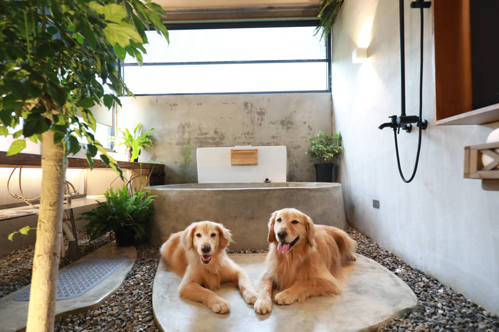 宜蘭礁溪特色溫泉民宿｜小雨林。寵物友善民宿、The Mist Gallery全新洞穴餐廳、閣樓樹屋