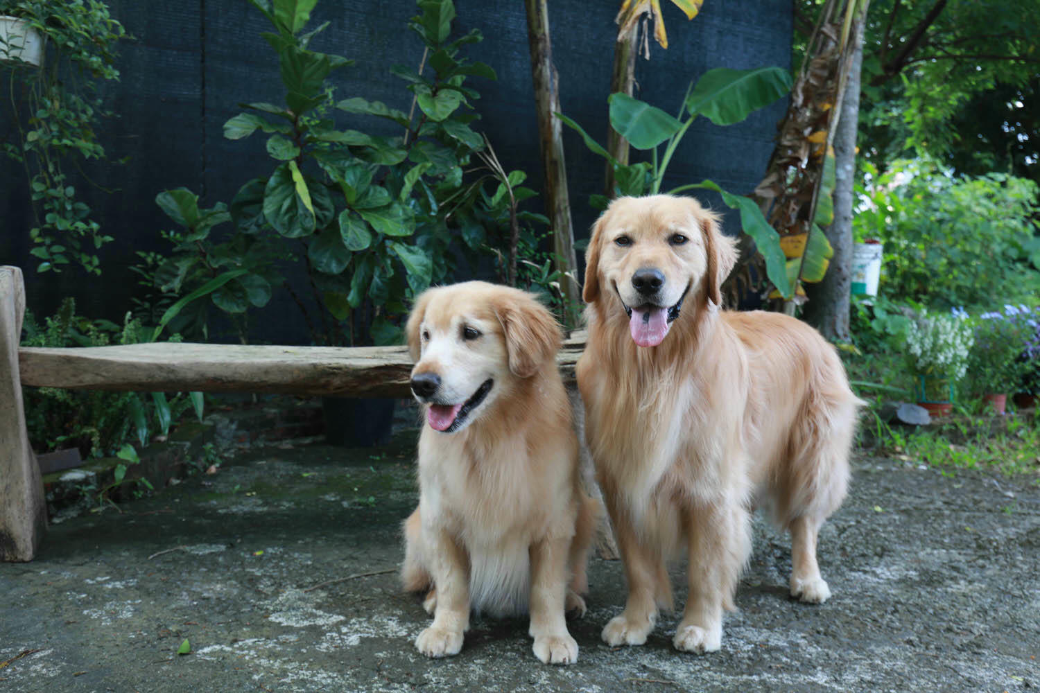 宜蘭礁溪秘境民宿|小雨林。隱藏版寵物友善民宿、絕美老穀倉、森林露天泡湯、林子裡泡湯! - 第34張圖 宜蘭礁溪秘境民宿|小雨林。隱藏版寵物友善民宿、絕美老穀倉、森林露天泡湯、林子裡泡湯!