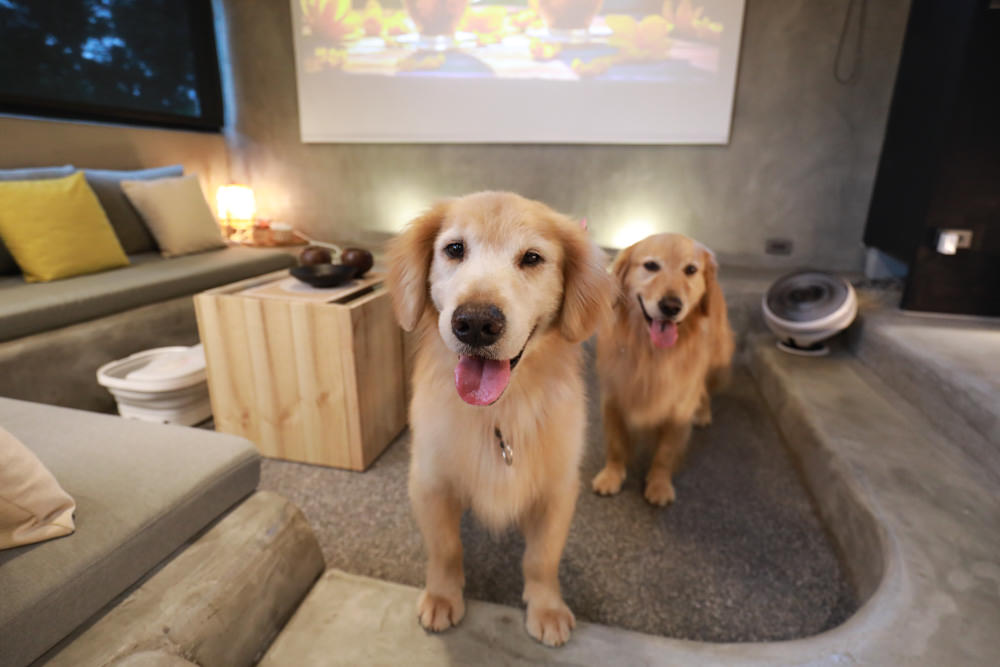 宜蘭礁溪特色溫泉民宿｜小雨林。寵物友善民宿、The Mist Gallery全新洞穴餐廳、閣樓樹屋