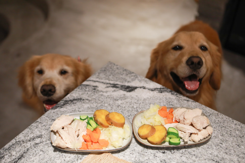 宜蘭礁溪特色溫泉民宿｜小雨林。寵物友善民宿、The Mist Gallery全新洞穴餐廳、閣樓樹屋