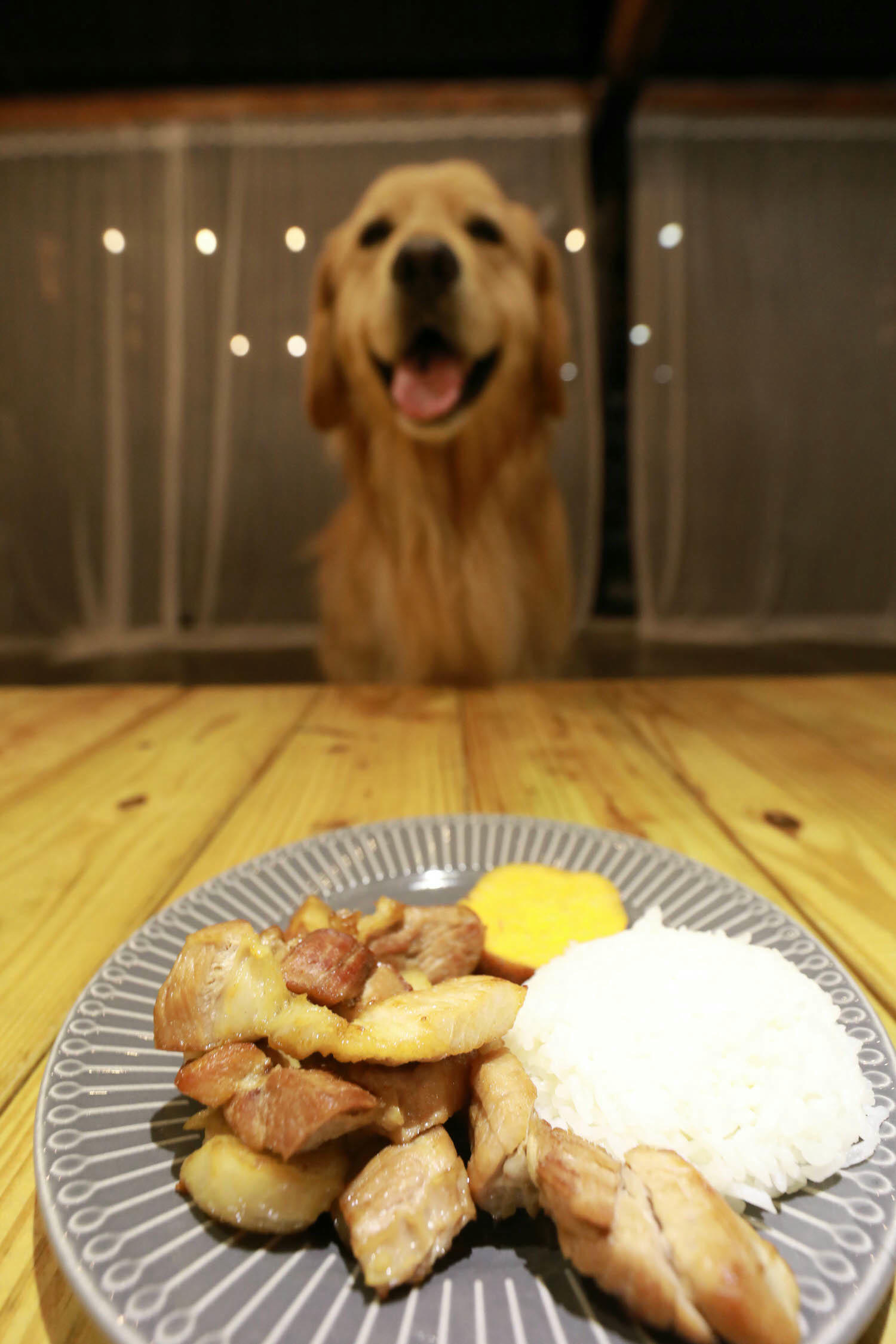 宜蘭礁溪秘境民宿|小雨林。隱藏版寵物友善民宿、絕美老穀倉、森林露天泡湯、林子裡泡湯! - 第47張圖 宜蘭礁溪秘境民宿|小雨林。隱藏版寵物友善民宿、絕美老穀倉、森林露天泡湯、林子裡泡湯!