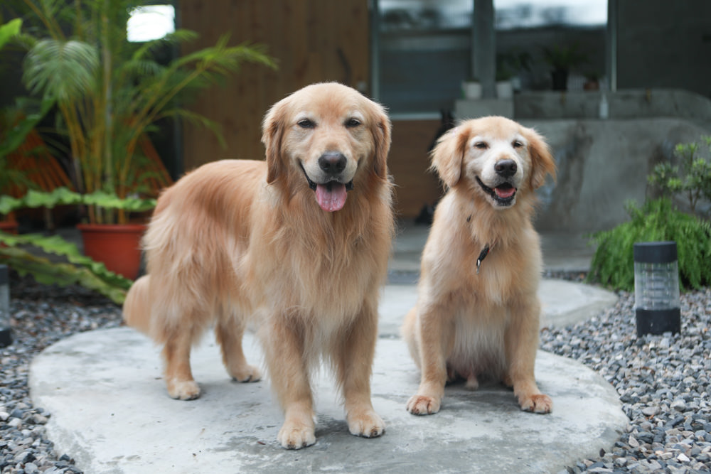 宜蘭礁溪特色溫泉民宿｜小雨林。寵物友善民宿、The Mist Gallery全新洞穴餐廳、閣樓樹屋