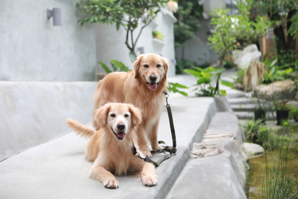 宜蘭礁溪特色溫泉民宿｜小雨林。寵物友善民宿、The Mist Gallery全新洞穴餐廳、閣樓樹屋