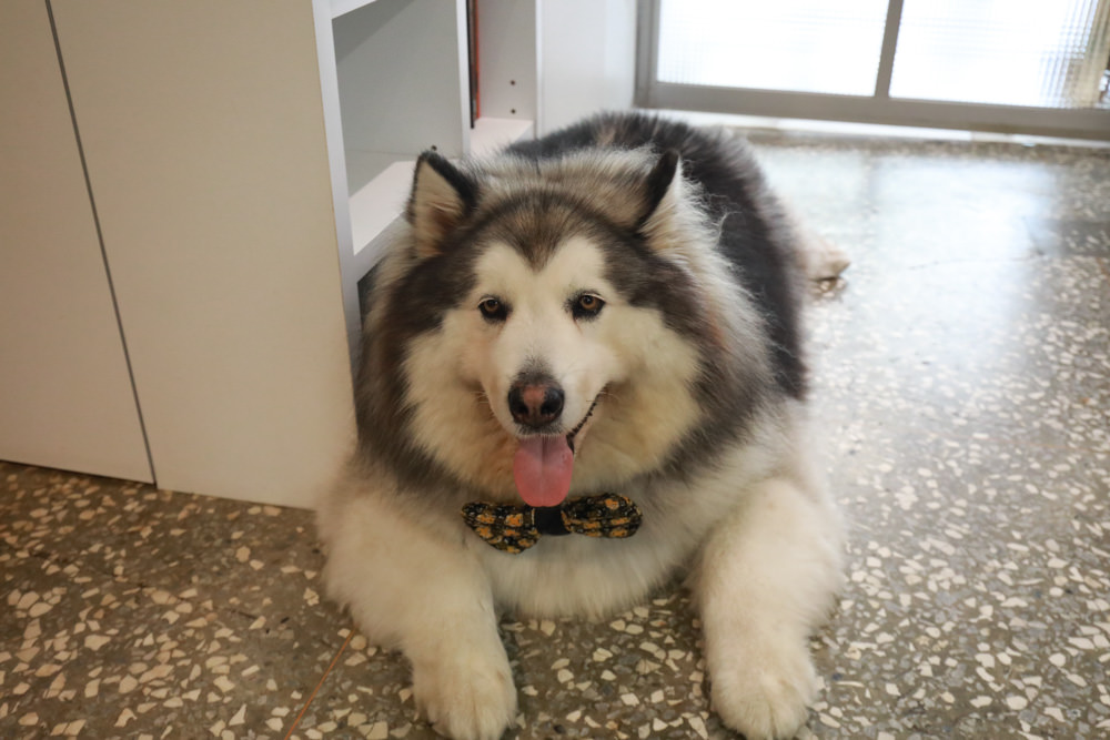 新北新莊美食|山林咖啡coffee roaste。寵物友善餐廳、老宅咖啡廳、自家烘培咖啡豆 - 第9張圖 新北新莊美食|山林咖啡coffee roaste。寵物友善餐廳、老宅咖啡廳、自家烘培咖啡豆