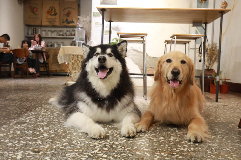 新北新莊美食|山林咖啡coffee roaste。寵物友善餐廳、老宅咖啡廳、自家烘培咖啡豆 - 第1張圖 新北新莊美食|山林咖啡coffee roaste。寵物友善餐廳、老宅咖啡廳、自家烘培咖啡豆