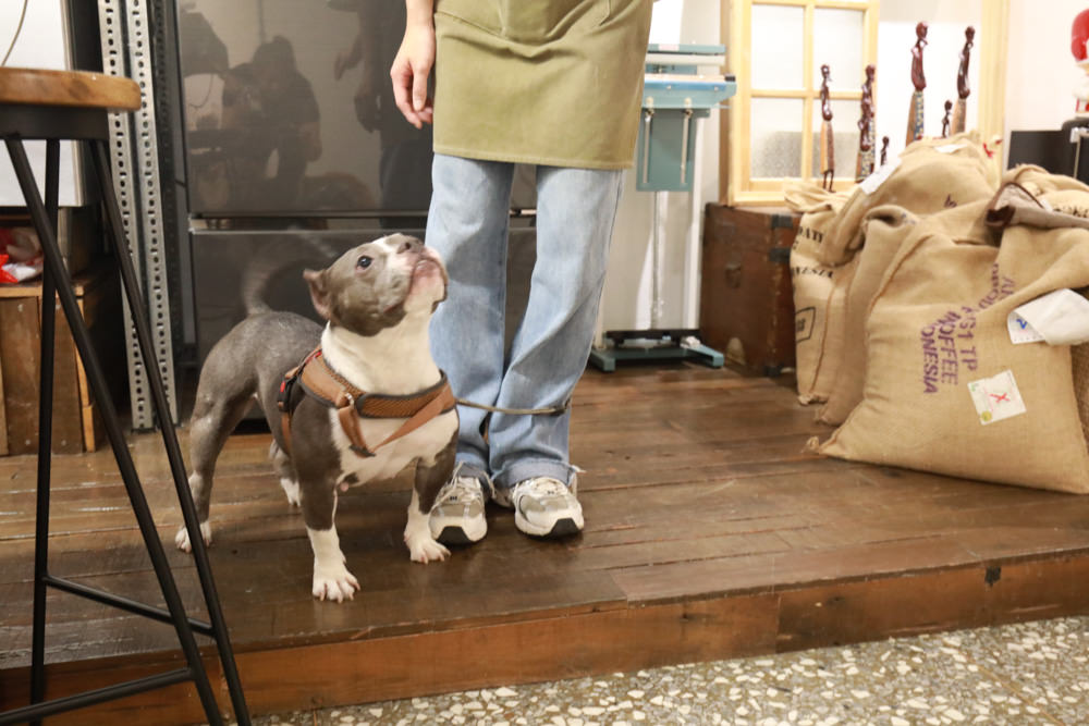 新北新莊美食|山林咖啡coffee roaste。寵物友善餐廳、老宅咖啡廳、自家烘培咖啡豆 - 第11張圖 新北新莊美食|山林咖啡coffee roaste。寵物友善餐廳、老宅咖啡廳、自家烘培咖啡豆