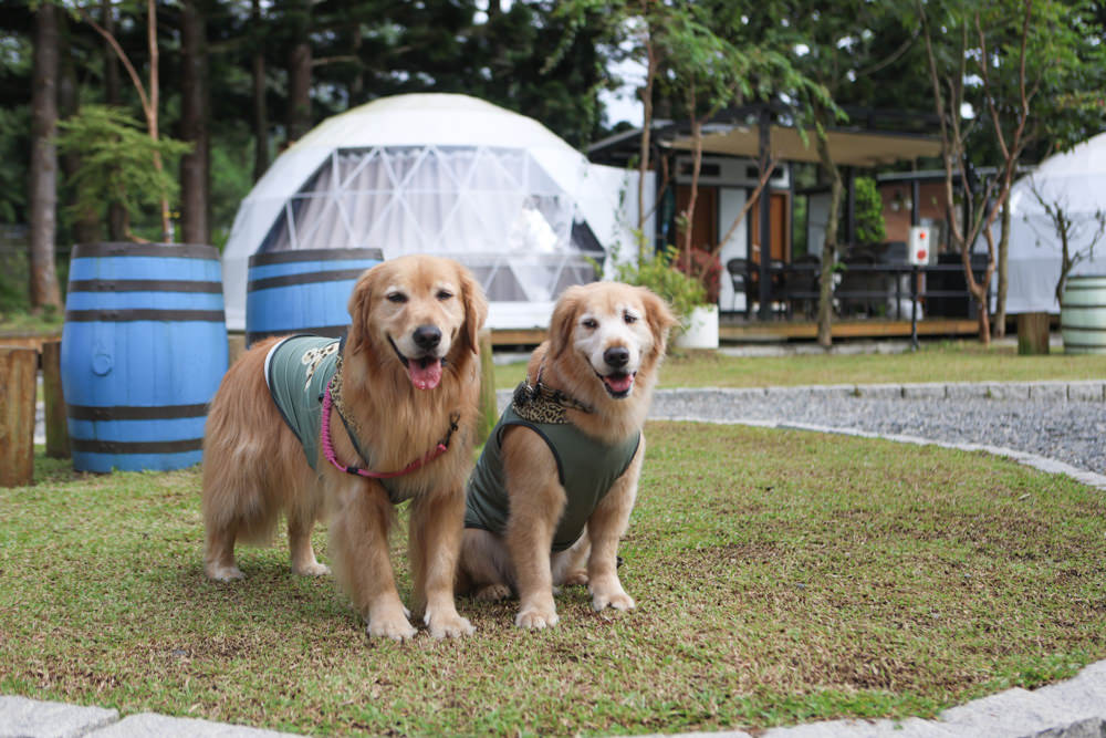 南投峇嵐杉丘BALAN HILL GLAMPING。一泊三食野奢露營體驗、寵物友善奢華露營、絕美星空帳