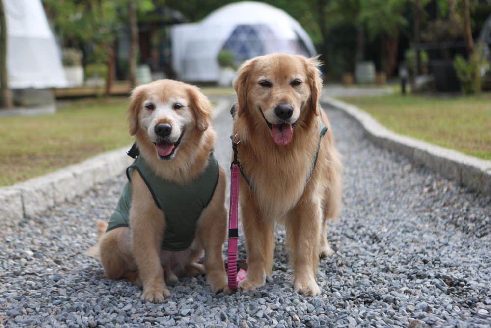南投峇嵐杉丘BALAN HILL GLAMPING。一泊三食野奢露營體驗、寵物友善奢華露營、絕美星空帳