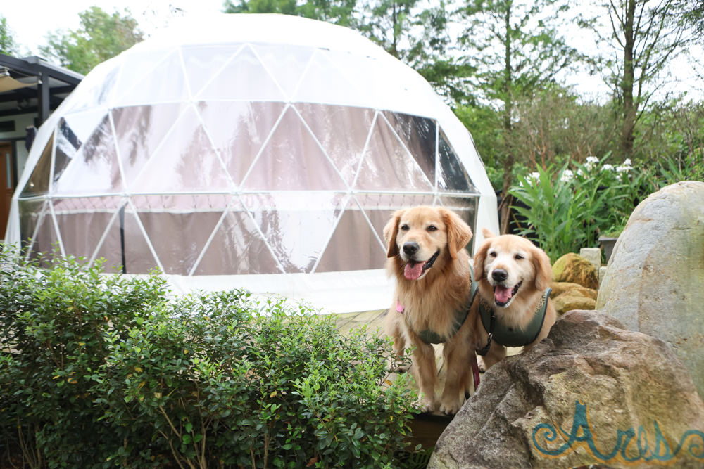 南投峇嵐杉丘BALAN HILL GLAMPING。一泊三食野奢露營體驗、寵物友善奢華露營、絕美星空帳