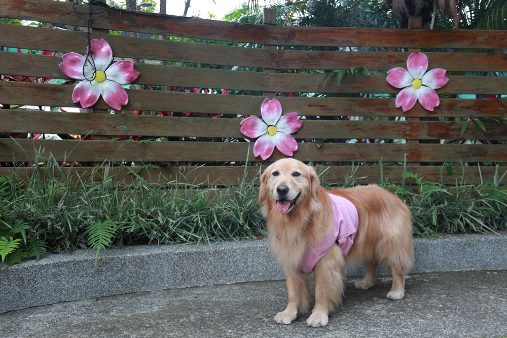 桃園復興|隱峇里山莊。景觀民宿餐廳、露營車、寵物友善民宿餐廳、北橫小烏來南洋峇里島風情 - 第4張圖 桃園復興|隱峇里山莊。景觀民宿餐廳、露營車、寵物友善民宿餐廳、北橫小烏來南洋峇里島風情