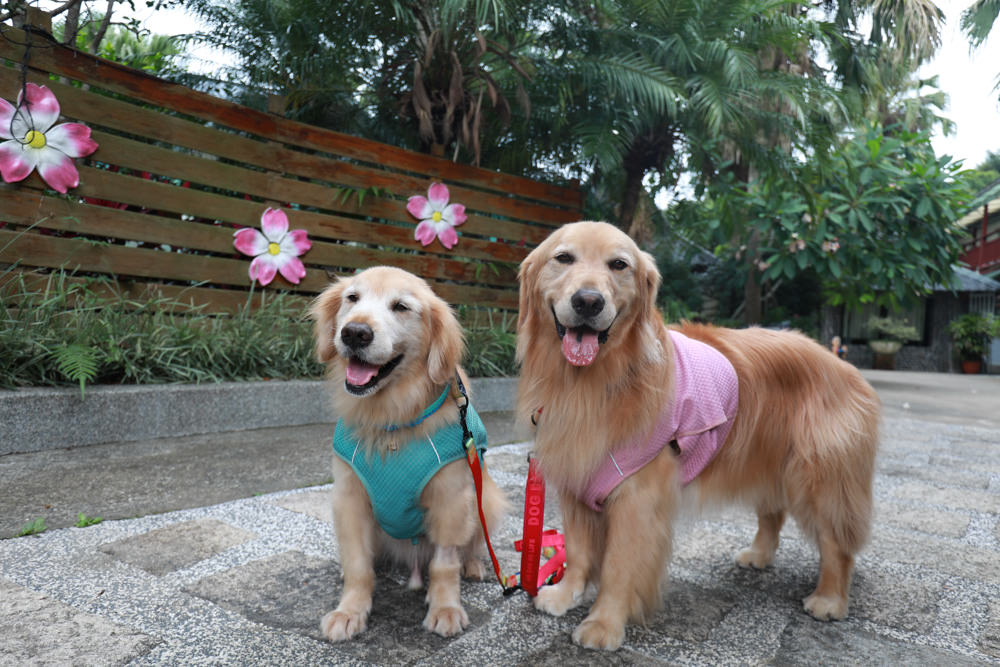桃園復興|隱峇里山莊。景觀民宿餐廳、露營車、寵物友善民宿餐廳、北橫小烏來南洋峇里島風情 - 第3張圖 桃園復興|隱峇里山莊。景觀民宿餐廳、露營車、寵物友善民宿餐廳、北橫小烏來南洋峇里島風情
