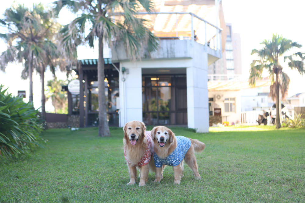 宜蘭頭城美食｜川岩 River Stone Coffee。龜山島海景第一排絕美咖啡廳、寵物友善餐廳、烏石港海岸步道上