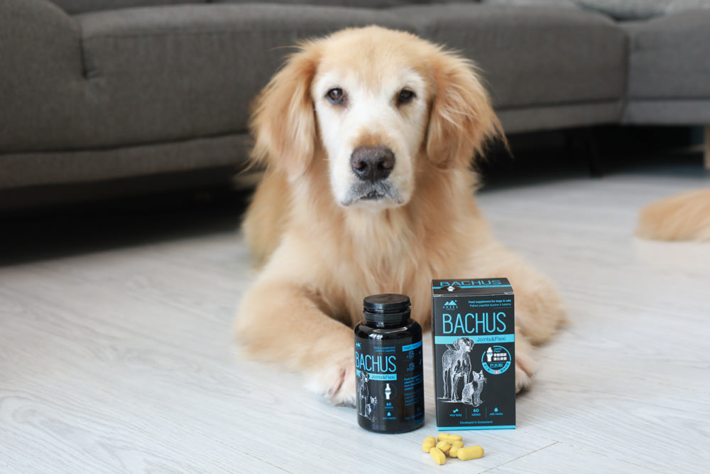 寵物營養保健品|瑞士巴吉斯Bachus專業犬貓營養保健系列。骨骼關節保健錠、毛髮&皮膚滋養保健錠、肝臟&消化系統保健錠、免疫力&抵抗力防護保健錠、情緒舒緩&穩定保健錠、小型犬綜合營養保健錠、牙齒&牙齦健康保健錠 - 第11張圖 寵物營養保健品|瑞士巴吉斯Bachus專業犬貓營養保健系列。骨骼關節保健錠、毛髮&皮膚滋養保健錠、肝臟&消化系統保健錠、免疫力&抵抗力防護保健錠、情緒舒緩&穩定保健錠、小型犬綜合營養保健錠、牙齒&牙齦健康保健錠