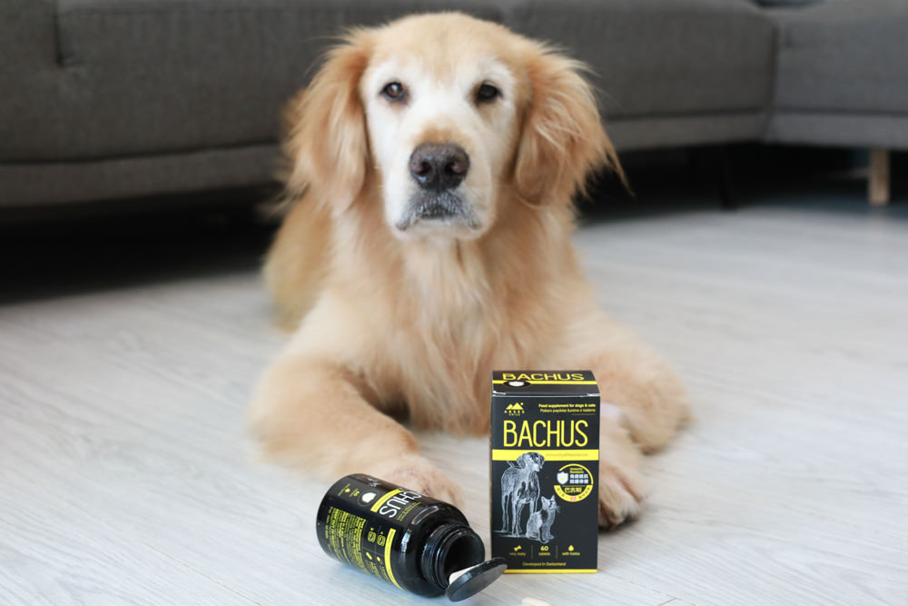 寵物營養保健品|瑞士巴吉斯Bachus專業犬貓營養保健系列。骨骼關節保健錠、毛髮&皮膚滋養保健錠、肝臟&消化系統保健錠、免疫力&抵抗力防護保健錠、情緒舒緩&穩定保健錠、小型犬綜合營養保健錠、牙齒&牙齦健康保健錠 - 第13張圖 寵物營養保健品|瑞士巴吉斯Bachus專業犬貓營養保健系列。骨骼關節保健錠、毛髮&皮膚滋養保健錠、肝臟&消化系統保健錠、免疫力&抵抗力防護保健錠、情緒舒緩&穩定保健錠、小型犬綜合營養保健錠、牙齒&牙齦健康保健錠