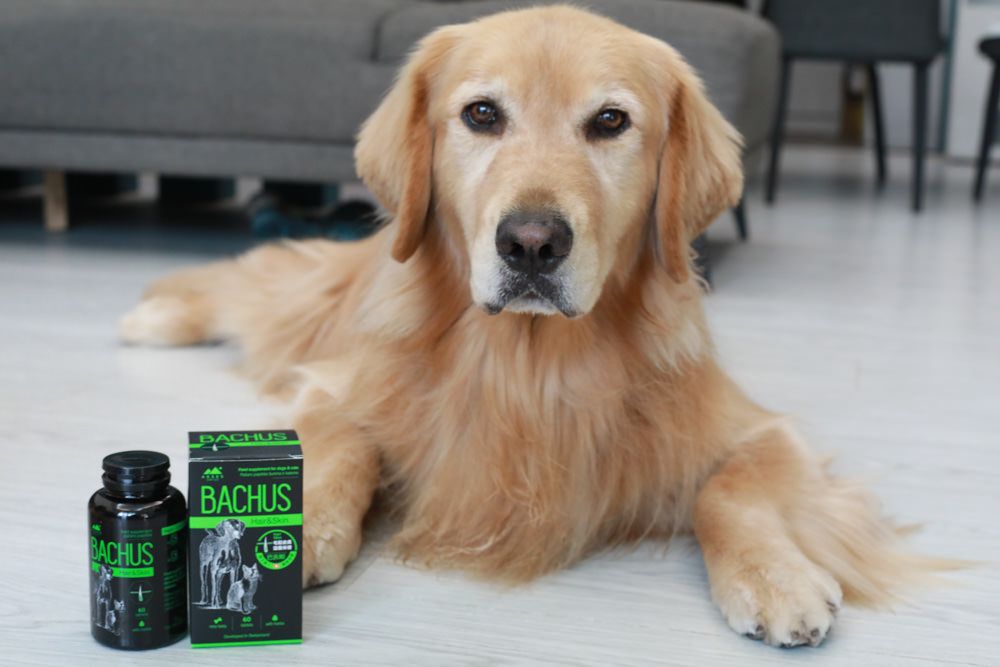 寵物營養保健品|瑞士巴吉斯Bachus專業犬貓營養保健系列。骨骼關節保健錠、毛髮&皮膚滋養保健錠、肝臟&消化系統保健錠、免疫力&抵抗力防護保健錠、情緒舒緩&穩定保健錠、小型犬綜合營養保健錠、牙齒&牙齦健康保健錠 - 第18張圖 寵物營養保健品|瑞士巴吉斯Bachus專業犬貓營養保健系列。骨骼關節保健錠、毛髮&皮膚滋養保健錠、肝臟&消化系統保健錠、免疫力&抵抗力防護保健錠、情緒舒緩&穩定保健錠、小型犬綜合營養保健錠、牙齒&牙齦健康保健錠