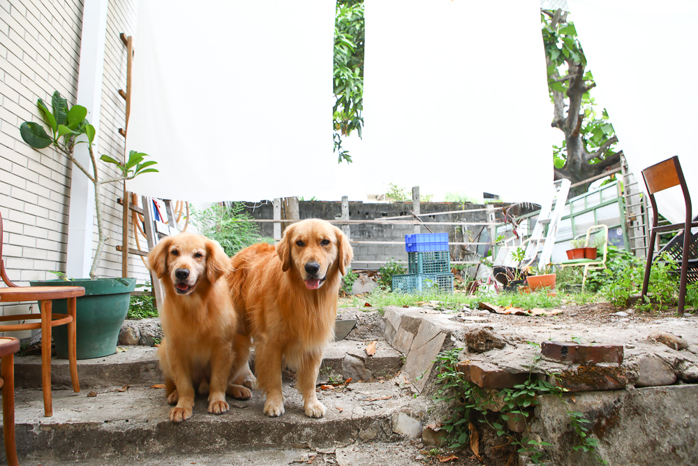 花蓮美食｜平和飯店Ping He BBQ Company。小和山谷新品牌、早午餐Brunch、炭火烤肉、寵物友善