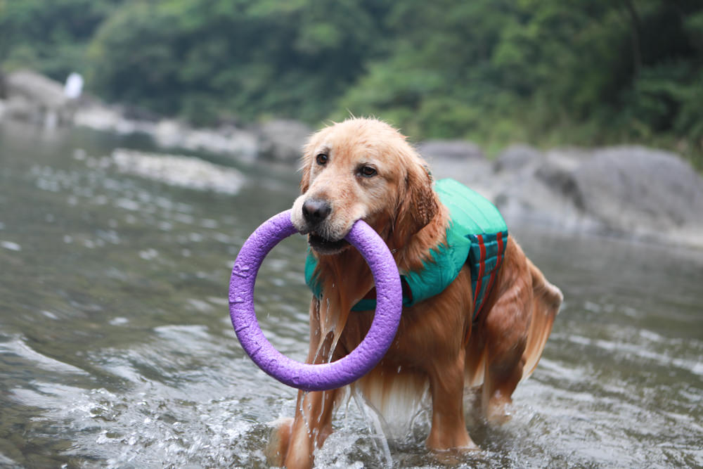 寵物|年年PawPaw科學機能寵物鮮食包。常溫保存、即開即食、台大中獸醫郭璟逸醫師研製食療級配方! - 第8張圖 寵物|年年PawPaw科學機能寵物鮮食包。常溫保存、即開即食、台大中獸醫郭璟逸醫師研製食療級配方!