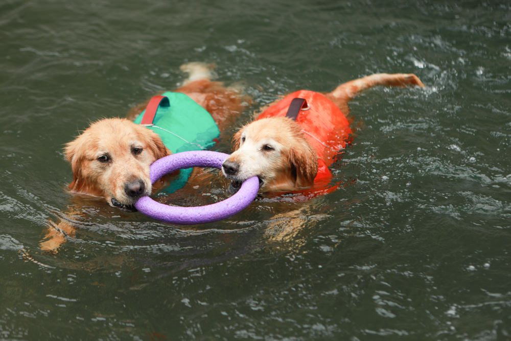 寵物|年年PawPaw科學機能寵物鮮食包。常溫保存、即開即食、台大中獸醫郭璟逸醫師研製食療級配方! - 第9張圖 寵物|年年PawPaw科學機能寵物鮮食包。常溫保存、即開即食、台大中獸醫郭璟逸醫師研製食療級配方!