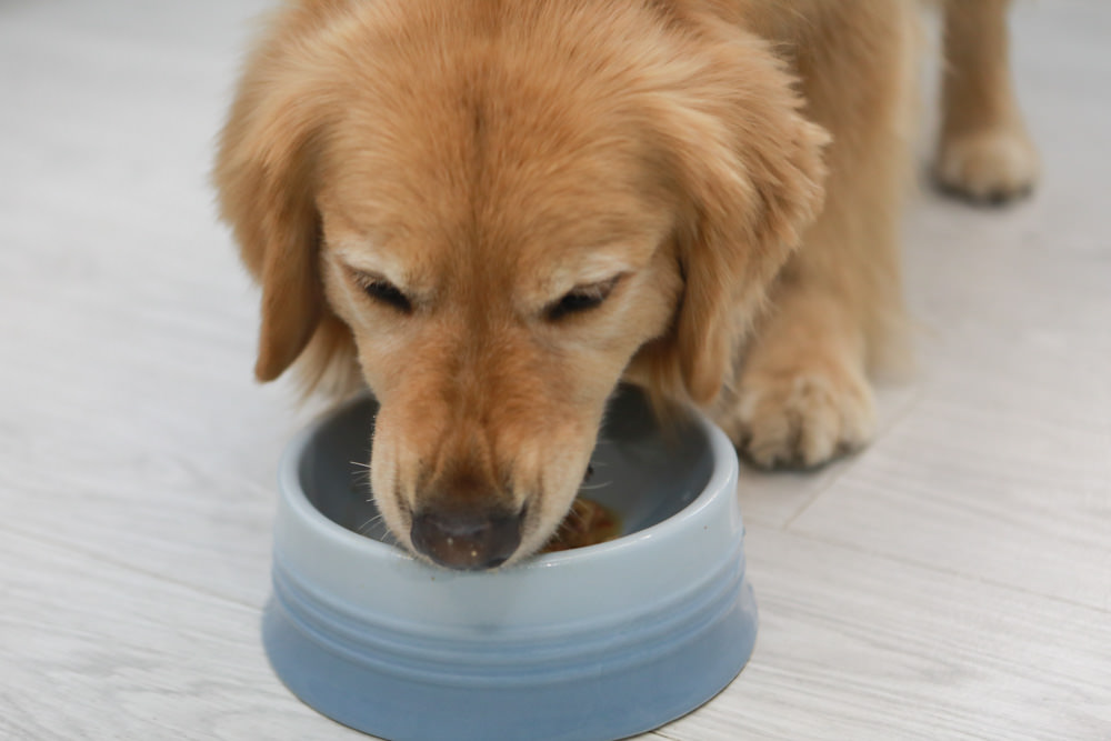 寵物|年年PawPaw科學機能寵物鮮食包。常溫保存、即開即食、台大中獸醫郭璟逸醫師研製食療級配方! - 第21張圖 寵物|年年PawPaw科學機能寵物鮮食包。常溫保存、即開即食、台大中獸醫郭璟逸醫師研製食療級配方!