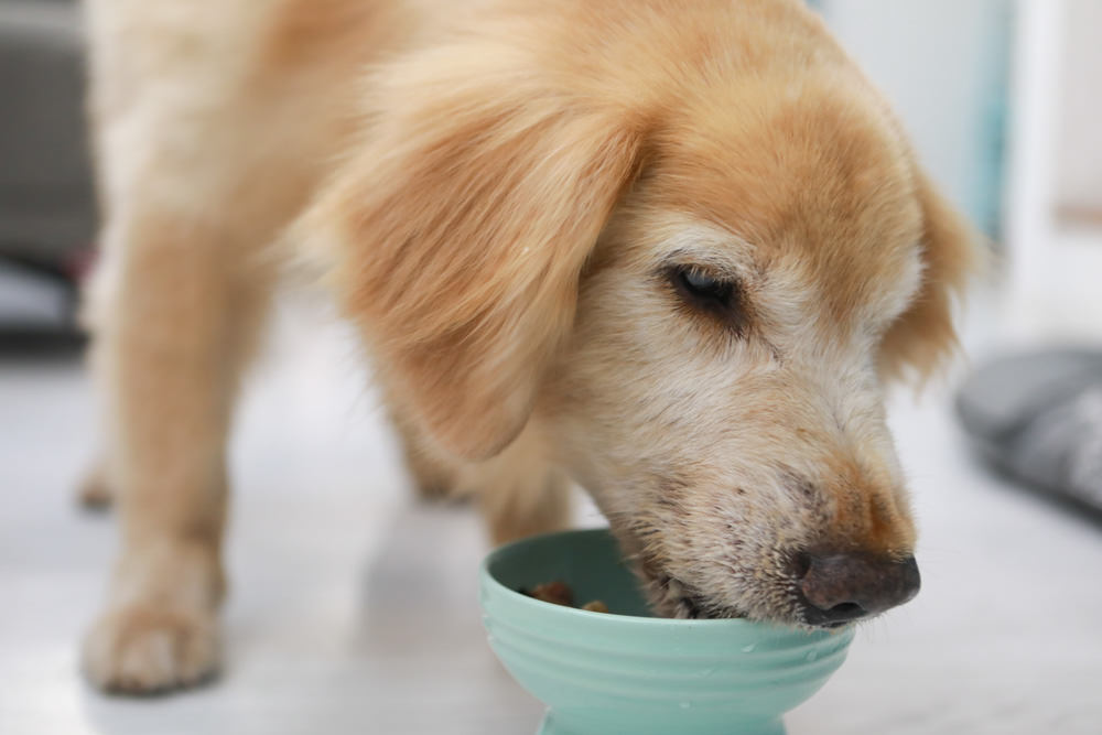 寵物｜年年PawPaw科學機能寵物鮮食包。常溫保存、即開即食、台大中獸醫郭璟逸醫師研製食療級配方！