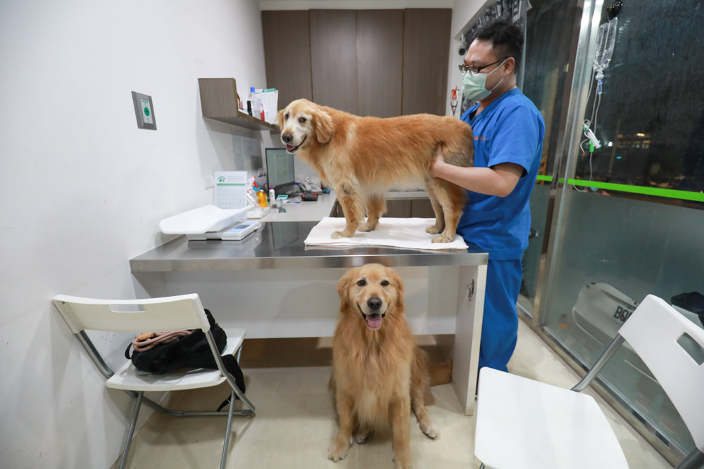 寵物|年年PawPaw科學機能寵物鮮食包。常溫保存、即開即食、台大中獸醫郭璟逸醫師研製食療級配方! - 第4張圖 寵物|年年PawPaw科學機能寵物鮮食包。常溫保存、即開即食、台大中獸醫郭璟逸醫師研製食療級配方!