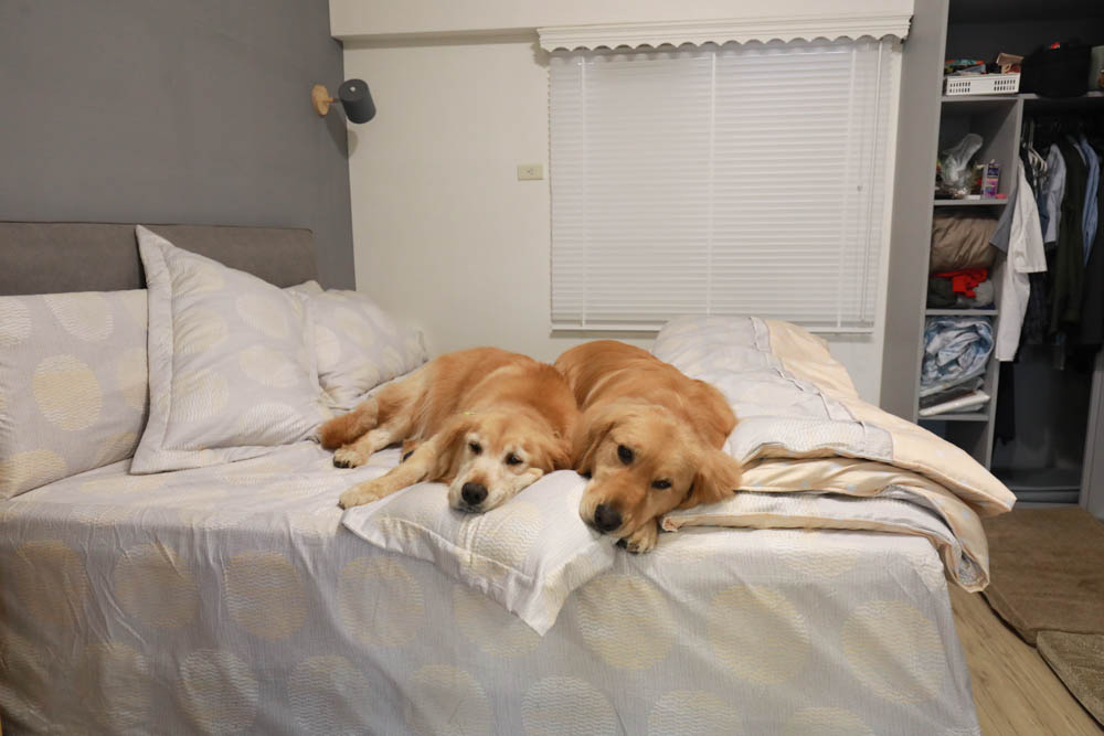 天絲床組｜FOCA八件式吸濕排汗天絲兩用被舖棉床罩組 。極致頂級細緻觸感、3M專利吸濕排汗、舒適透氣