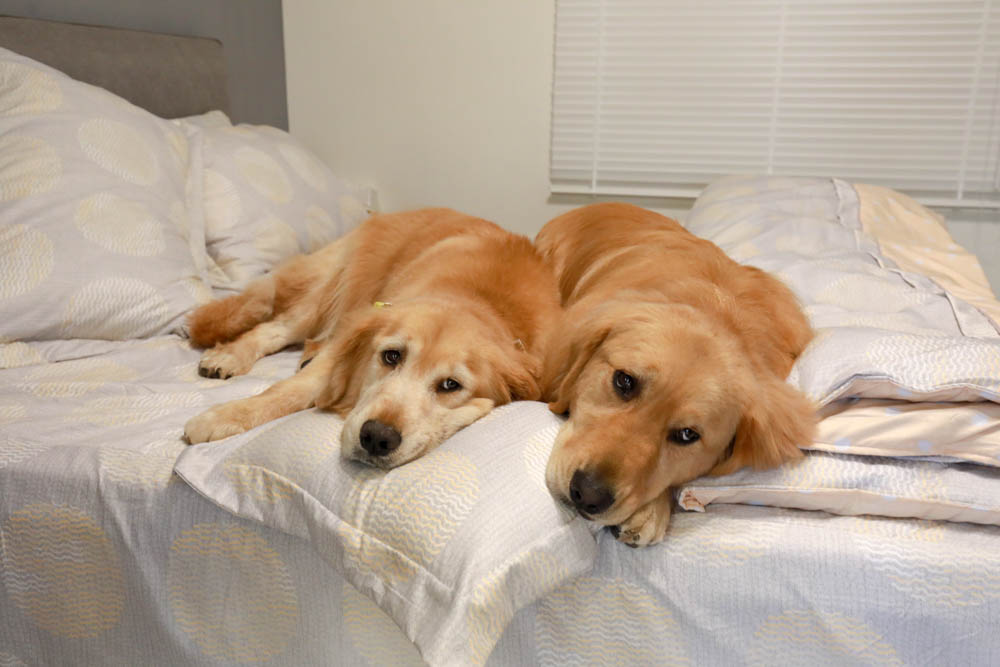 天絲床組｜FOCA八件式吸濕排汗天絲兩用被舖棉床罩組 。極致頂級細緻觸感、3M專利吸濕排汗、舒適透氣