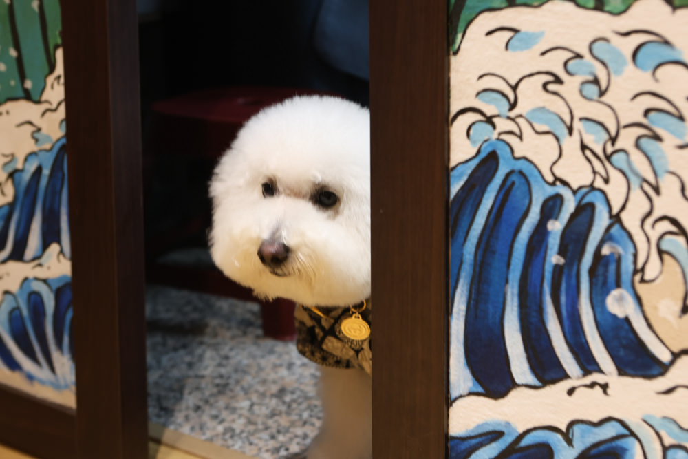 台北萬華美食｜心丰御膳日式料理坊。寵物友善餐廳、 日本無菜單料理、板前料理OMAKASE