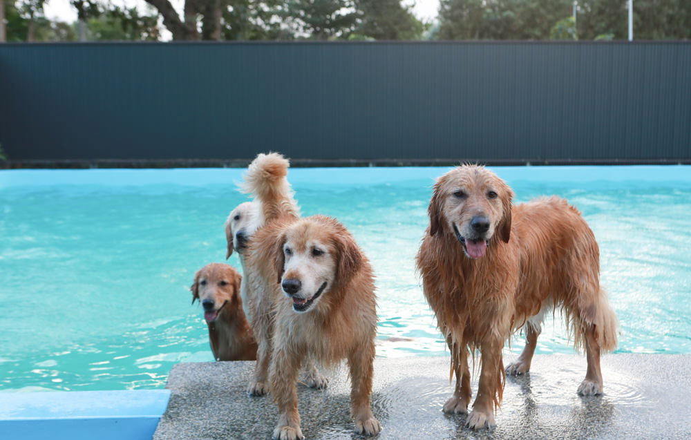 花蓮寵物友善民宿｜花蓮快樂狗寵物民宿。千坪大草原、毛小孩專屬游泳池、每間房間都有毛小孩專屬空間、狗狗床鋪
