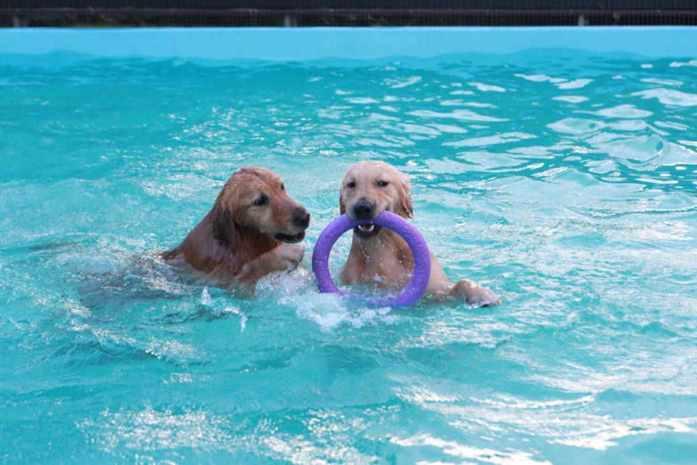 花蓮寵物友善民宿｜花蓮快樂狗寵物民宿。千坪大草原、毛小孩專屬游泳池、每間房間都有毛小孩專屬空間、狗狗床鋪