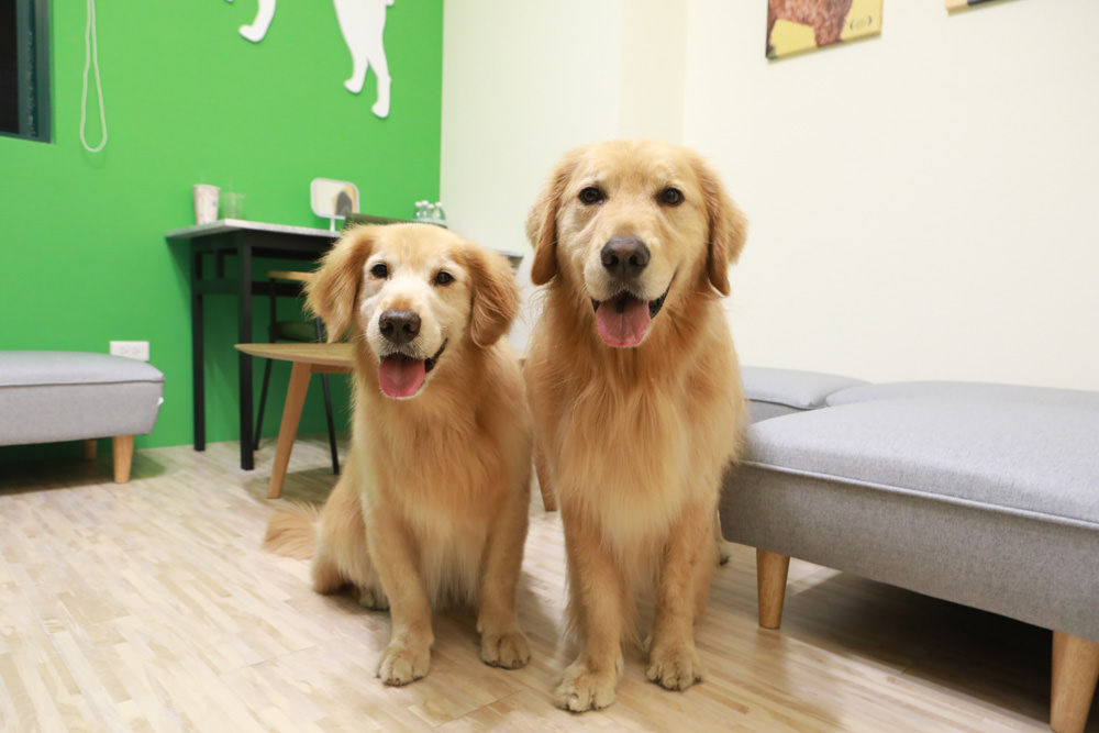 花蓮寵物友善民宿｜花蓮快樂狗寵物民宿。千坪大草原、毛小孩專屬游泳池、每間房間都有毛小孩專屬空間、狗狗床鋪