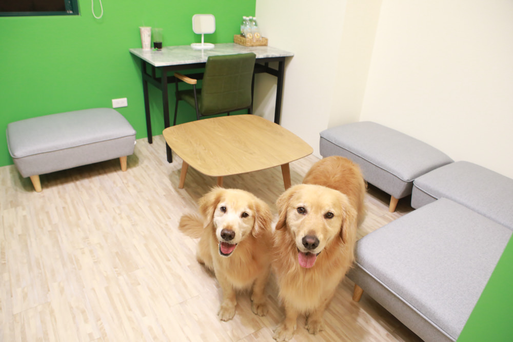 花蓮寵物友善民宿｜花蓮快樂狗寵物民宿。千坪大草原、毛小孩專屬游泳池、每間房間都有毛小孩專屬空間、狗狗床鋪