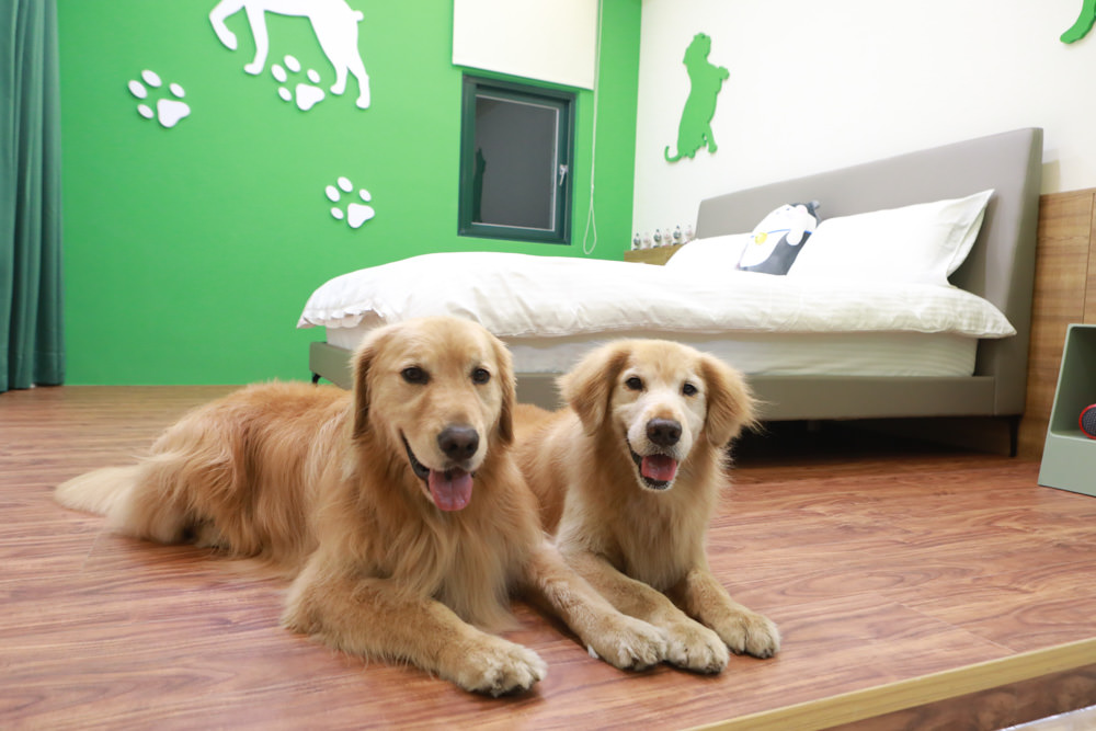 花蓮寵物友善民宿｜花蓮快樂狗寵物民宿。千坪大草原、毛小孩專屬游泳池、每間房間都有毛小孩專屬空間、狗狗床鋪