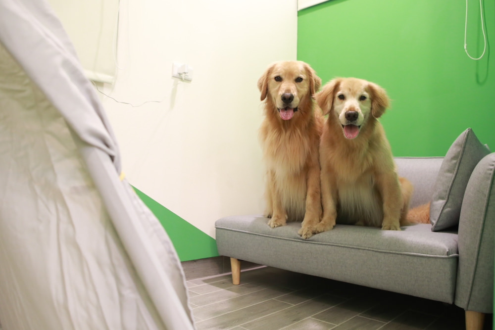 花蓮寵物友善民宿｜花蓮快樂狗寵物民宿。千坪大草原、毛小孩專屬游泳池、每間房間都有毛小孩專屬空間、狗狗床鋪