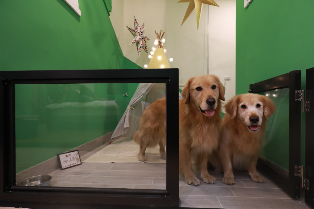 花蓮寵物友善民宿｜花蓮快樂狗寵物民宿。千坪大草原、毛小孩專屬游泳池、每間房間都有毛小孩專屬空間、狗狗床鋪