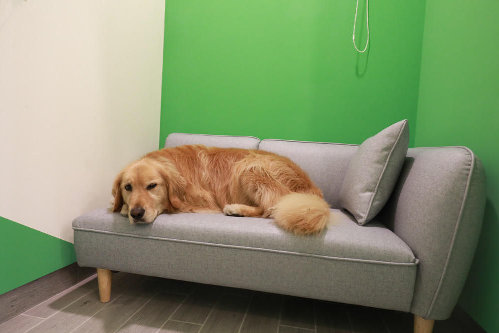 花蓮寵物友善民宿｜花蓮快樂狗寵物民宿。千坪大草原、毛小孩專屬游泳池、每間房間都有毛小孩專屬空間、狗狗床鋪