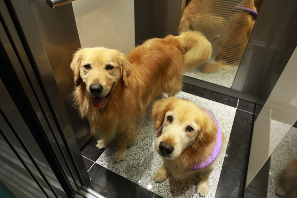 花蓮寵物友善民宿｜花蓮快樂狗寵物民宿。千坪大草原、毛小孩專屬游泳池、每間房間都有毛小孩專屬空間、狗狗床鋪