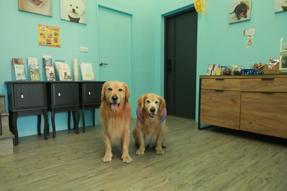 花蓮寵物友善民宿｜花蓮快樂狗寵物民宿。千坪大草原、毛小孩專屬游泳池、每間房間都有毛小孩專屬空間、狗狗床鋪