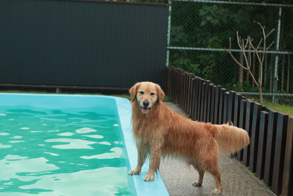 花蓮寵物友善民宿｜花蓮快樂狗寵物民宿。千坪大草原、毛小孩專屬游泳池、每間房間都有毛小孩專屬空間、狗狗床鋪