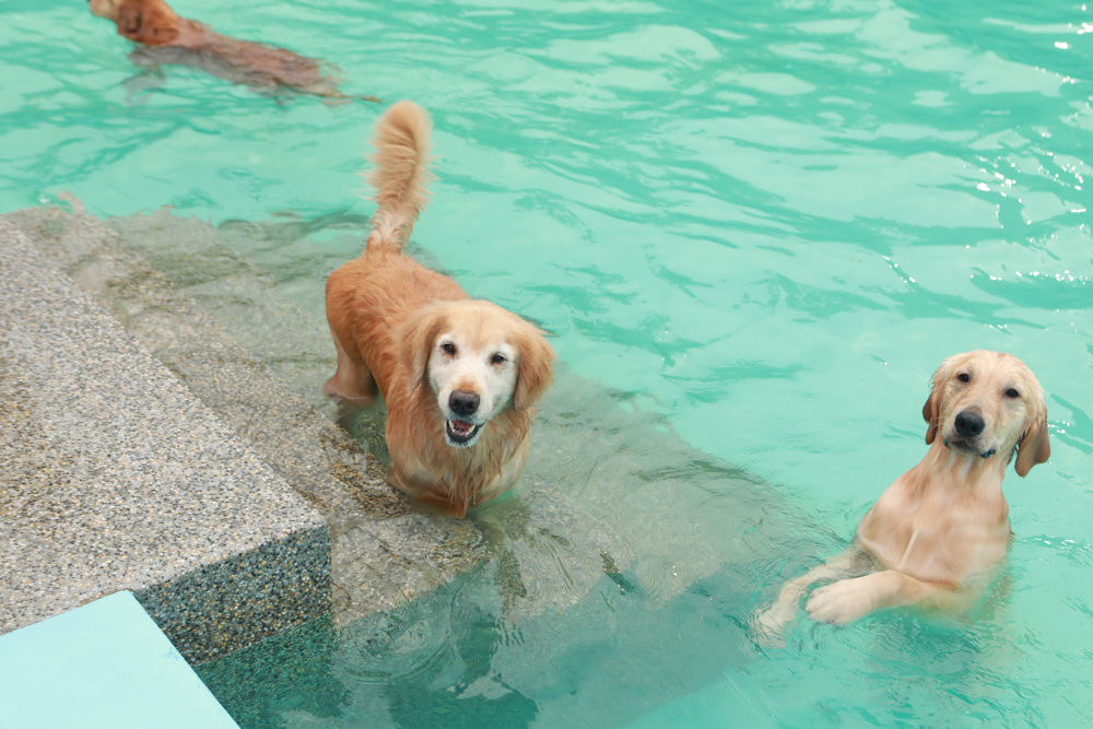 花蓮寵物友善民宿｜花蓮快樂狗寵物民宿。千坪大草原、毛小孩專屬游泳池、每間房間都有毛小孩專屬空間、狗狗床鋪