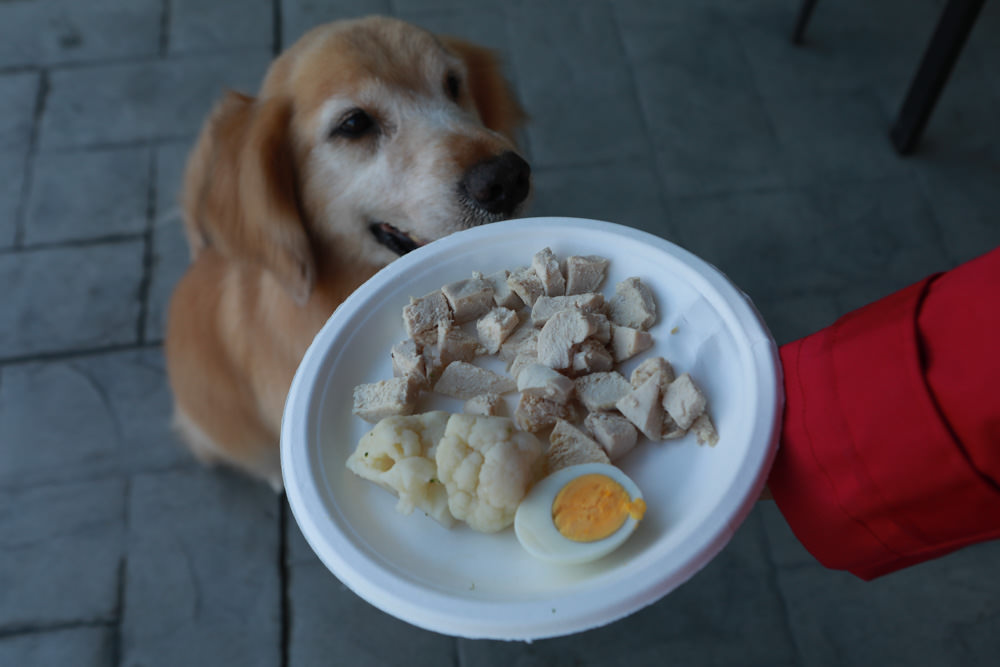 花蓮寵物友善民宿｜花蓮快樂狗寵物民宿。千坪大草原、毛小孩專屬游泳池、每間房間都有毛小孩專屬空間、狗狗床鋪